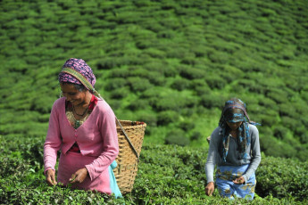 Mujeres trabajan en una plantación de té en Darjeeling