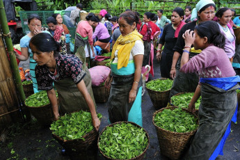 Mujeres con las hojas de té frescas en su canasta en el jardín de té en Darjeeling, uno de los mejores té del mundo por su calidad, India - Imagen de TPhotography