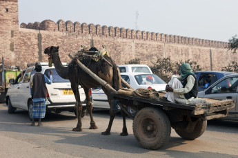 Camellos y automóviles se mezclan naturalmente en la carretera de camino a la ciudad fantasma de Fatehpur Sikri, India © Hector Conesa / Shutterstock