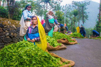 Mujeres trabajadoras con la cosecha de una plantación de té en Kumily, Kerala © sixpixx / Shutterstock