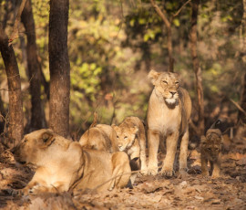 El león asiático es una subespecie de león que existe como una sola población en el Estado de Gujarat de la India - Imagen de Sumano Kongsak