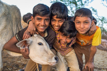 Niños de la tribu Rabari y becerros. Rabari o Rewari son una comunidad indígena en el Estado de Gujarat - Imagen de Paul Prescott