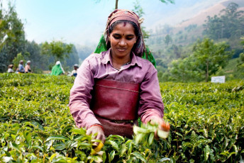 Mujer recogiendo hojas de té en una plantación de té, Munnar, Kerala - Imagen de Aleksandar Todorovic