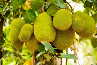 Manojo de frutas yaca, una vez el alimento básico de Kerala - Imagen de Karves