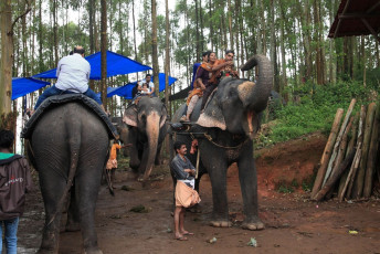 Turistas nacionales disfrutan de paseos en elefante en las colinas en Munnar - Imagen de AJP