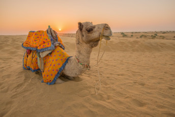 Camello en el desierto de Jaisalmer en Rajasthan© CrispyPork / Shutterstock