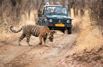 Turista en Safari observa a un tigre cruzando la carretera en el Parque Nacional Ranthambore, Sawai Madhopur, India © Dr Ajay Kumar Singh / Shutterstock