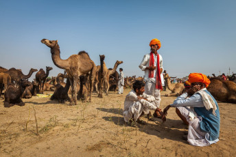 Los hombres con sus camellos se sientan y esperan en la Feria Anual de Camellos de Pushkar, una de las ferias de ganado más grandes del mundo. © Dmitri Rukhlenko