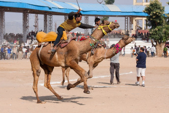Una carrera de camellos en curso en la Feria de camellos de Pushkar en Rajasthan. © OlegD
