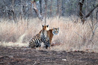 Dos cachorros hembras adultas de Tigresa T2 de la reserva de tigres de Panna, Madhya Pradesh © Prasad Khale