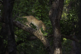 Leopardo indio en su hábitat en la Reserva de Tigres Kanha, Madhya Pradesh, India - Foto por Santanu Banik