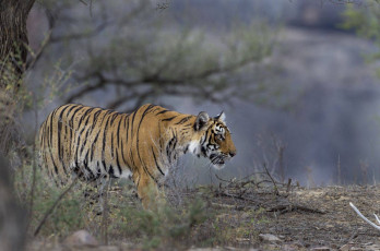 Tigre de Bengala - Foto por Sabirmallick