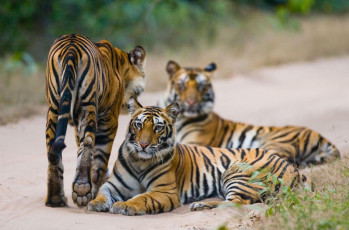 Grupo de tigres salvajes en el camino. India. Parque Nacional Bandhavgarh. Madhya Prades - Foto por Gudkov Andrey