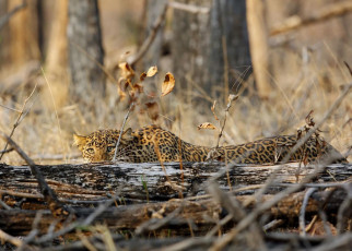 Leopardo oculto detrás de un tronco de árbol, Parque Nacional Pench - Foto por Ajay Kumar Singh