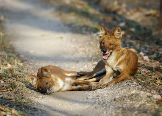 Perros salvajes asiáticos - Foto por Ajay Kumar Singh