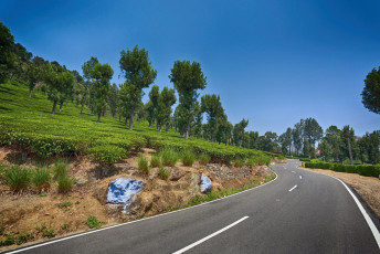 Un camino que teje a través de las plantaciones de café / té © Manjunath Undi / Shutterstock