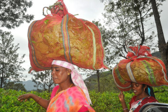 Hojas de té secas en bolsas de colores brillantes sobre sus cabezas. Van a la planta de fabricación para su procesamiento en Munnar, Kerala © jayk67 / Shutterstock