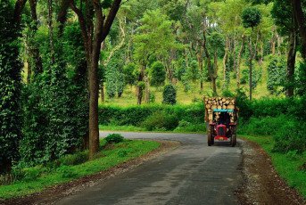Tractor transportando madera a través de las plantaciones de café y pimienta © Shivam Maini / Shutterstock