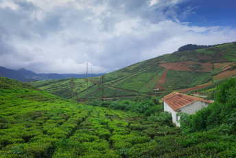 Plantaciones de té en Coorg, India © Pronoy Banerjee / Shutterstock