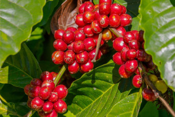 Granos de café Robusta que crecen en Coorg India © Barbara Barbour / Shutterstock
