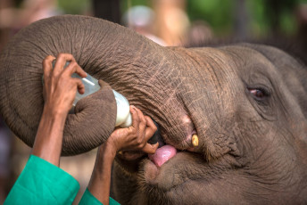 Elefante bebé siendo alimentado con leche en el Orfanato de Elefantes de Pinnawala, Sri Lanka © Krivinis