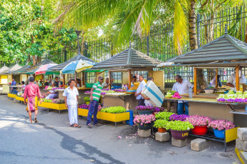 El mercado de flores, Kandy, Sri Lanka © Efesenko