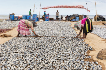 Mujeres esparcen sardinas para secarlas en la playa de Negombo, Sri Lanka © AG-Chapelhill