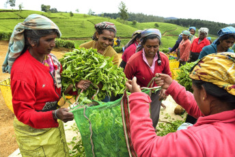 Trabajadoras en las plantaciones de té de Nuwara Eliya, Sri Lanka ©Fmajor