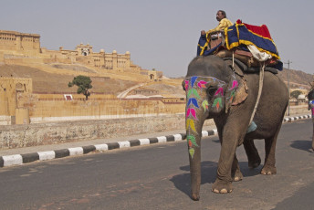 Elefante decorado en la carretera del Fuerte Amber en Jaipur, Rajasthan - Imagen de JeremyRichards
