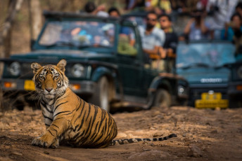 Cachorro de tigre en Ranthambore Tiger Reserve, India © Sourabh Bharti / Shutterstock