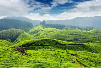 Plantaciones de té en la niebla de la mañana, Munnar, Kerala, al sur de la India © DR Travel Photo and Video / Shutterstock