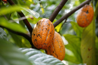 Nueces de cacao en una Granja de Especias, Estado de Goa, India - Imagen de Sophie Dauwe