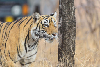 Tigre de Bengala salvaje (Panthera tigris tigris) escondiéndose para agarrar a su presa, Parque Nacional Ranthambore, India - Imagen de Raju Soni