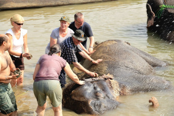 Elefantes de la India -elephas maximus indicus- toman un baño después de un día de safari que bordeando el río Rapti – zona de descanso del Parque Chitwan - Imagen de rwei