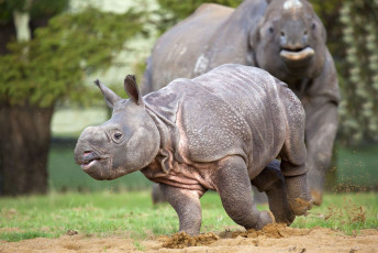 Retrato de un joven rinoceronte indio, Parque Nacional Chitvan - Imagen de Alan Jeffery