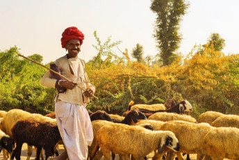 Hombres arriando sus ovejas en el camino en Rajasthan - Foto por Katie May Boyle