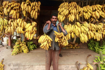 Vendedor de plátanos con dos racimos de plátanos en un mercado de verduras en Alleppey, Kerala. El plátano es la fruta más popular en el Estado de Kerala - Imagen de AJP