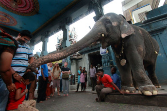 Elefante da bendiciones a los devotos en el Templo Manakula Vinayagar durante la función Deeparathanai Puja en Pondicherry - Imagen de AJP