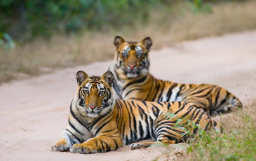 Dos tigres de Bengala sentados en el camino en la selva. Parque Nacional Bandhavgarh, Madhya Pradesh - Imagen de Gudkov ANDREY