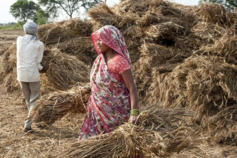 Indios trabajando en el campo en Orchha, Madhya Pradesh, India. La India ocupa el segundo lugar a nivel mundial en la producción agrícola - Imagen de B. Stefanov