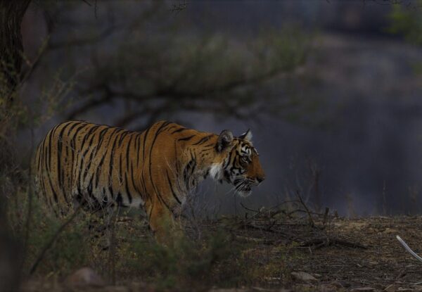 Safari de Tigres en la India: Pench, Kanha y Bandhavgarh