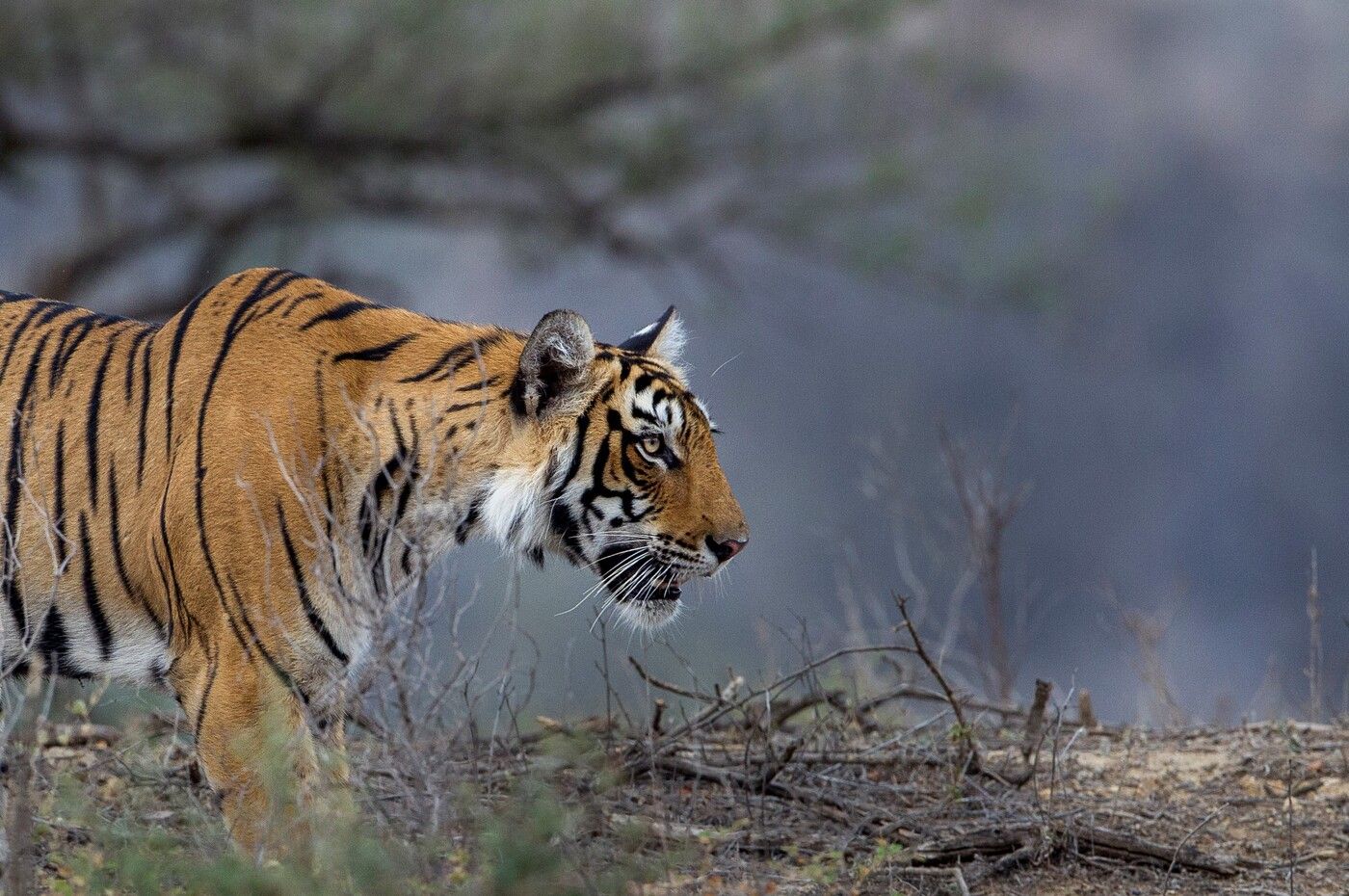 A-King-Tiger-in-Ranthambore-Tiger-Reserve