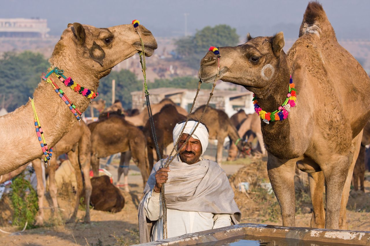 Rika sostiene su camello durante la feria de camellos de Pushkar