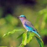 rodillos indios en el parque nacional kabini