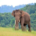 Elefante-asiático-en-parambikulam-tiger-reserva