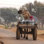 Un campesino de Samode utiliza un camello para transportar su carga de leche